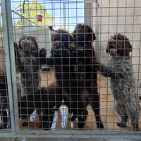 Lagotto Romagnolo addestrato al tartufo