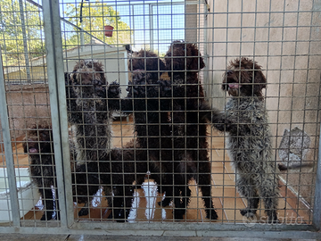 Lagotto Romagnolo addestrato al tartufo