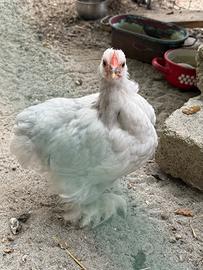 Gallo cocincina nana