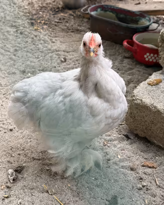 Gallo cocincina nana