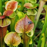 semi sarracenia pianta carnivora