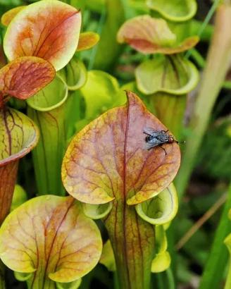 semi sarracenia pianta carnivora