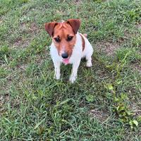 Jack russel maschio per accoppiamento