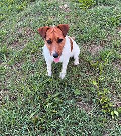 Jack russel maschio per accoppiamento