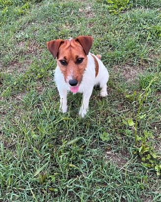Jack russel maschio per accoppiamento