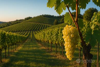 Uva Moscato Oltrepò Pavese