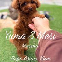 Barboncino 3 mesi maschio papà Teacup cinese