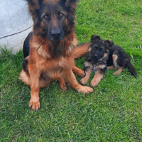 Cuccioli pastore tedesco pelo lungo