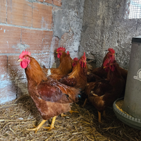 Polli broiler, rosso pesante, collonudo