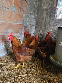 Polli broiler, rosso pesante, collonudo