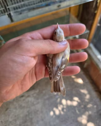 cardellina isabella portatrice di opale