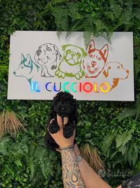 Barboncini toy neri solo femmine