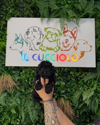 Barboncini toy neri solo femmine