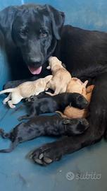 Cuccioli labrador