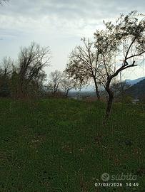 Terreno semi boschivo 8.096mtq