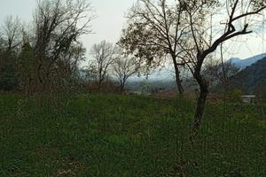 Terreno semi boschivo 8.096mtq