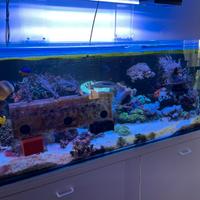 In blocco Coralli e pesci