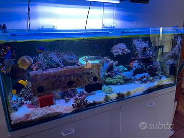 In blocco Coralli e pesci