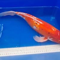 Carpa koi
