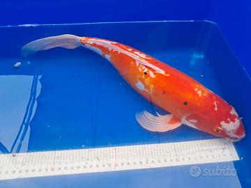 Carpa koi