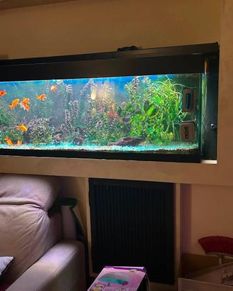 Acquario completo con pesci e accessori
