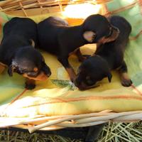 Pinscher
