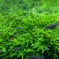 Muschio christhmass moss