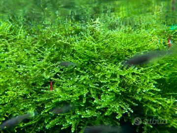 Muschio christhmass moss