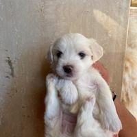 Vendita cucciolo maltese toy
