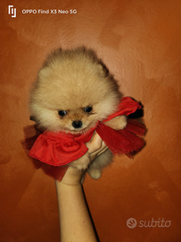 Spitz di Pomerania nano