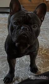 Bulldog francese X monta