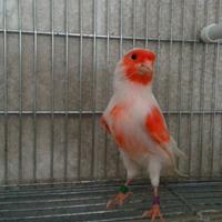 Canarini mosaico e spagnolo