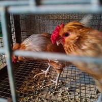 Olandese nana selvatica oro, arancio e bianco