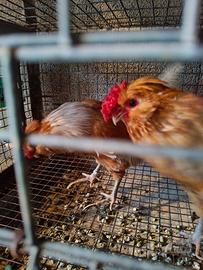 Olandese nana selvatica oro, arancio e bianco