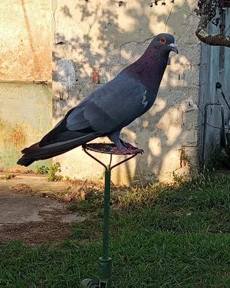 Piccioni da rullo e stantuffo