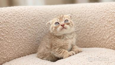 Scottish fold golden