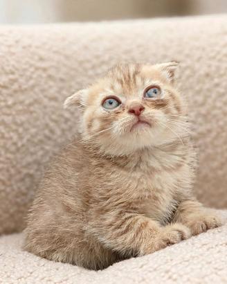 Scottish fold golden
