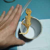 Geco ciliatus