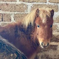 Mini poni 2025