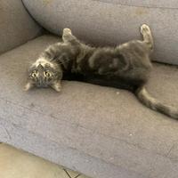 Gattini necessitano di nuova casa