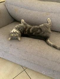 Gattini necessitano di nuova casa