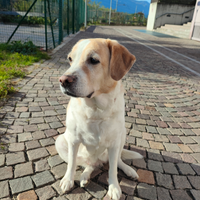 Dono cane femmina di 7 anni bravissima