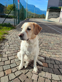 Dono cane femmina di 7 anni bravissima