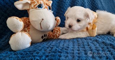 Cuccioli di Maltese