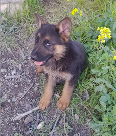 Cuccioli di pastore tedesco