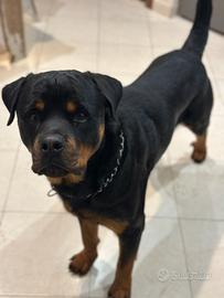 Rottwailer per monta