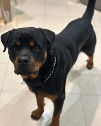 Rottwailer per monta