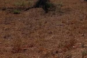 Terreni agricoli in Ruffano