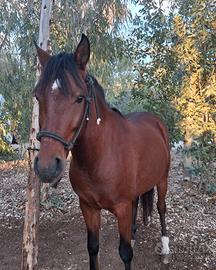 Cavallo