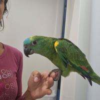 Amazzoni fronte blu allevate a mano e molto altro